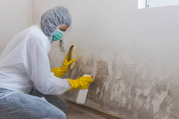Best Fast Mold Removal  in Baltic, SD