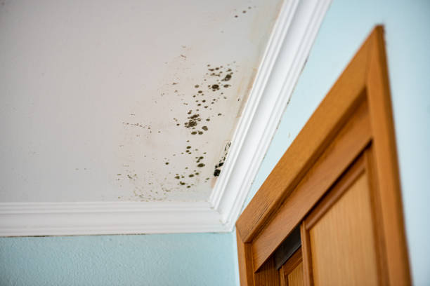 Best Mold Removal and Inspection  in Baltic, SD