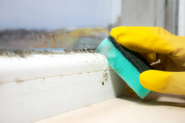 Best Attic Mold Removal  in Baltic, SD