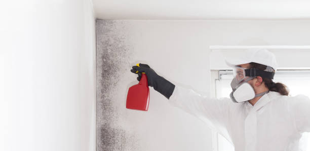 Best Mold Damage Repair  in Baltic, SD