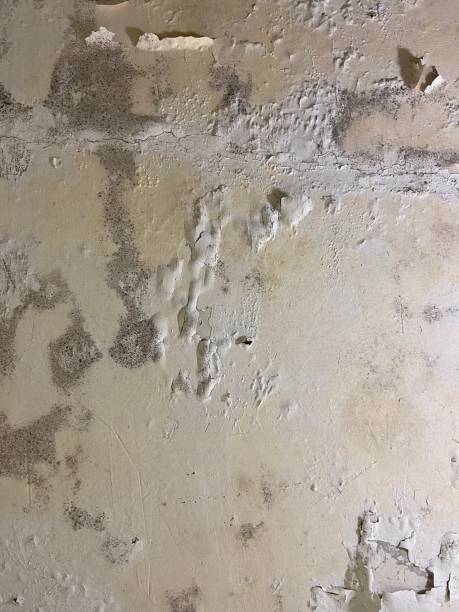 Best Mold Inspection  in Baltic, SD