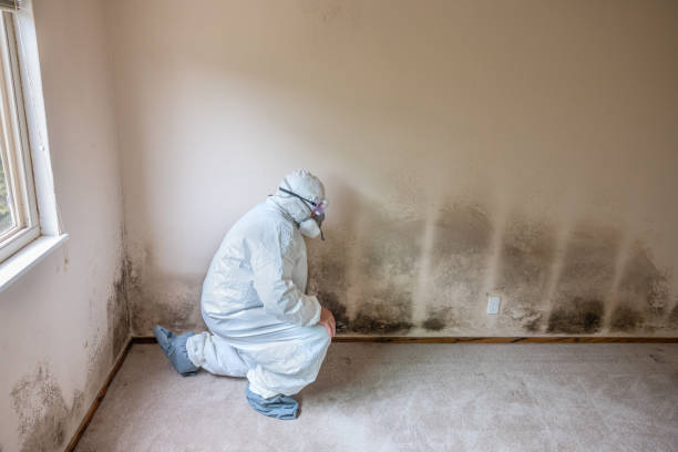 Best Residential Mold Removal  in Baltic, SD