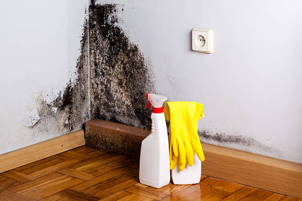 Office Mold Removal Services in Baltic, SD