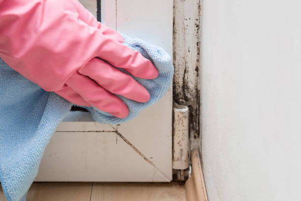 Best Black Mold Removal  in Baltic, SD